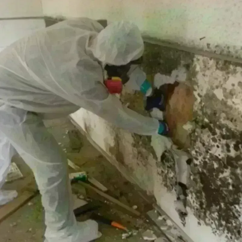 Mold Remediation and Removal in Haynesville, LA